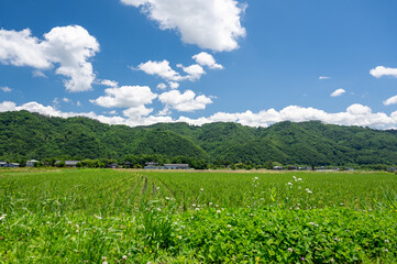 初夏の田園風景と青空