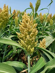 Obraz premium Sorghum, sourghum plants field crops in farm, jawar crop field farming, jawari green plants in farm in india Maharashtra, green crop farming agriculture fields, jawar crop field farming jawari green 