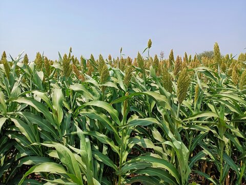 Sorghum, sourghum plants field crops in farm, jawar crop field farming, jawari green plants in farm in india Maharashtra, green crop farming agriculture fields, jawar crop field farming jawari green 