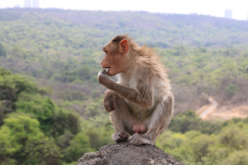 Monkey sitting on a rock