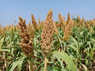 Sorghum, sourghum plants field crops in farm, jawar crop field farming, jawari green plants in farm...