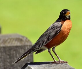Robin on a fence