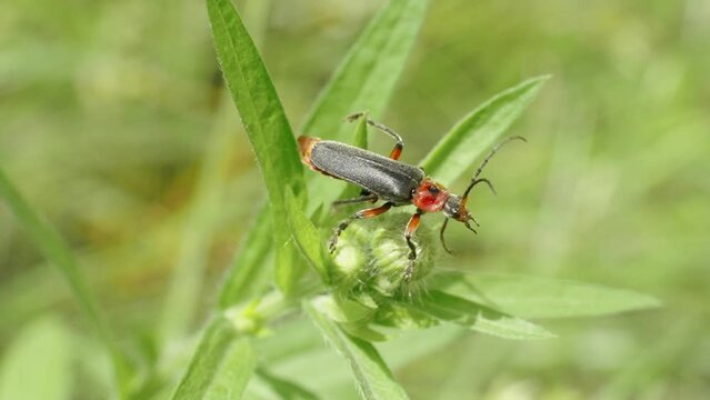 Slow motion of the beetle Cantharis rustica taking off from a green corolla of a plant, macro shot.