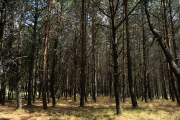 Cold forest, dry trees. Cloudy. Vegetation.