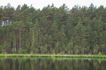 Fototapeta premium foggy forest on a foggy morning by the lake with reflection in the water. distant horizon. spruce and pine forest, abstract, textured background