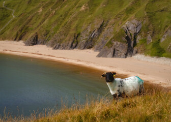 sheep on the beach