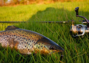 Hooked wild brown trout with fishing tackle on the background