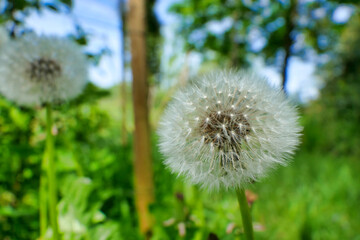 Fototapeta premium Close up of the seed head of a Common Dandelion (Taraxacum officinale), often known as a Dandelion clock 