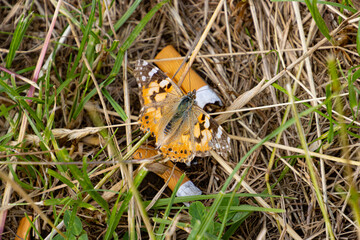 A beautiful butterfly called painted lady sitting between cigarette butts a concept of...