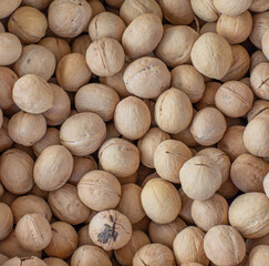 background of walnuts in shell