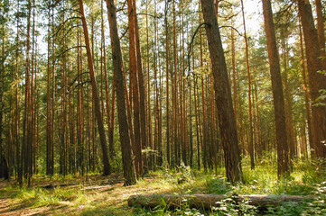 A log in the foreground and a large number of pine trees in the background are illuminated by sunlight in a coniferous forest