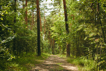 The forest path, illuminated by the sun, passes between the pine trees that form a kind of gate in a green coniferous forest