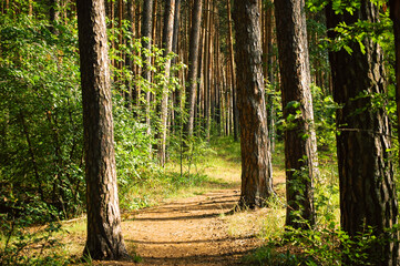 The trail passes between four trunks of pine trees illuminated by the summer sun in a green coniferous forest