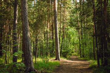 The trunk of a tall pine tree is illuminated by the summer sun in the middle of a green pine forest and a path nearby