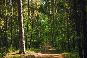 The trunk of a tall pine tree is illuminated by the summer sun in the middle of a green pine forest and a path nearby