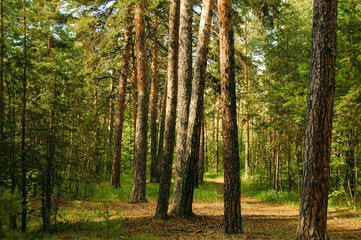 Trunks of pine trees illuminated by sunlight in a green coniferous pine forest in summer