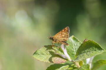 Chequered skipper (Carterocephalus palaemon) rests on a twig.