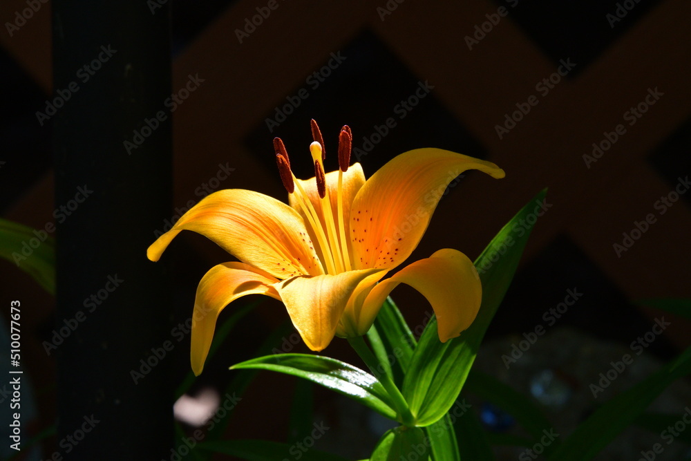 Poster Yellow Lily Flower