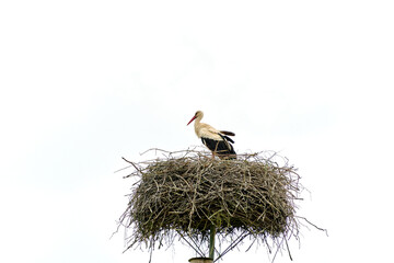 Stork bird in the nest on pole isolated on white sky