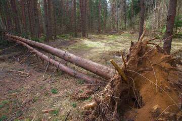 A downed tree lies on the ground.