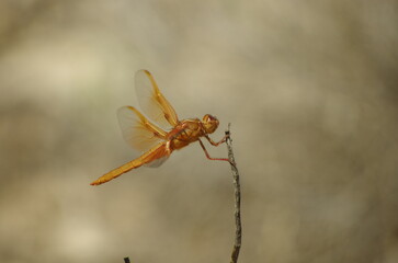 golden dragonfly