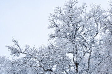 Trees covered with snow in Sabaduri forest, winter landscape