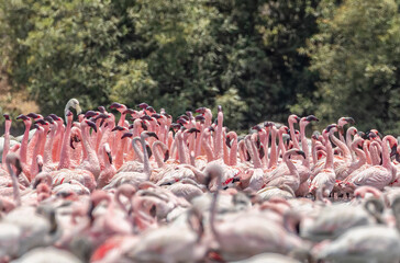 Obraz premium A flock of Dancing flamingos