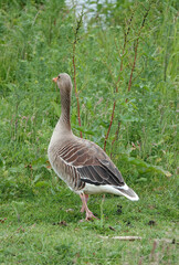 This wild Greylag goose is trying to get away unseen. Location: Hardenberg, the Netherlands
