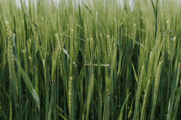 Green wheat ears in a field