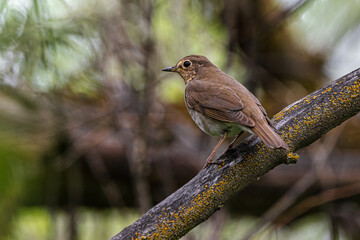 Perching Swainson's Thrush (Catharus ustulatus)