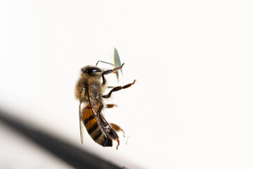 bee on white