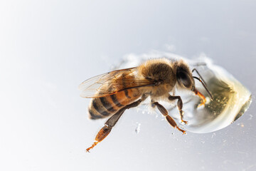 close up of bee
