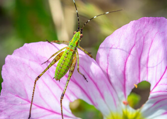 Fork-tailed Bush Katydid on a Pink Lady wildflower along the Shadow Creek Ranch Nature Trail in Pearland, Texas!
