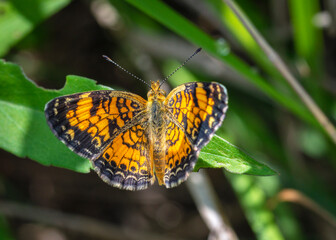 Pearl Crescent along the nature trail in Pearland, Texas!