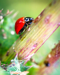 Spotless Lady Beetle on a plant in Pearland, Texas!
