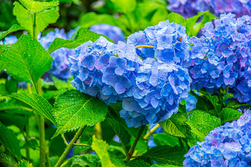雨の中、美しい色鮮やかな水滴の付いた紫陽花の花