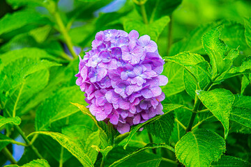 雨の中、美しい色鮮やかな水滴の付いた紫陽花の花