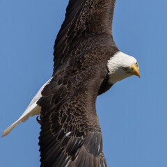 eagle in flight