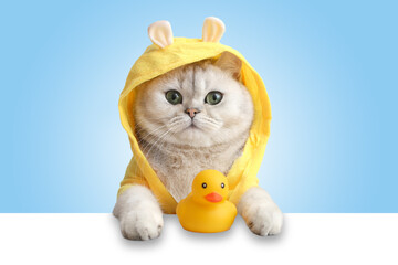 Fototapeta na wymiar A cute white cat in a yellow coat looks out of a white shell, a yellow rubber duck stands nearby, on a light blue background.