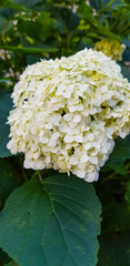 white flowers in the garden