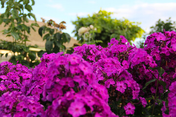 flowers in the garden