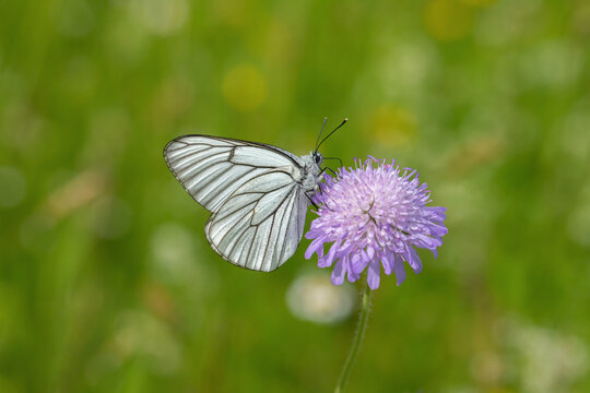 Black-veined white butterfly (Aporia crataegi) rests on a field scabious. © Amalia Gruber