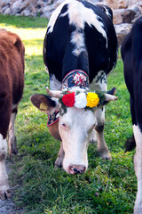Swiss dairy cows (Holstein Friesian breed) decorated with flowers, Desalpes ceremony - cows coming...