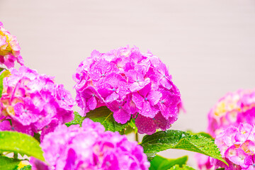 雨の中、美しい色鮮やかな水滴の付いた紫陽花の花