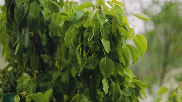 Rain with hail watering pear tree, drops flowing from unseeded green berries