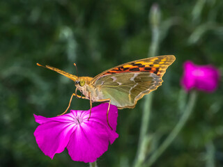 butterfly 170