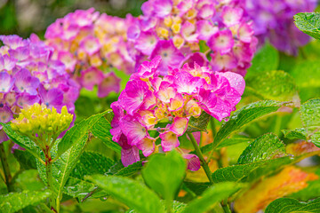 雨の中、美しい色鮮やかな水滴の付いた紫陽花の花