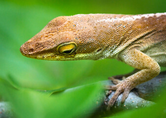 Green Anole trying to hide on a branch in the Shadow Creek Ranch Nature Trail in Pearland, Texas!