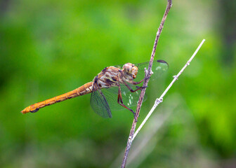 Roseate Skimmer resting on a stick along the Shadow Creek Ranch Nature Trail in Pearland, Texas!