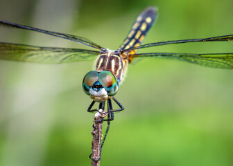 Blue Dasher on a stick along the nature trail in Pearland, Texas!